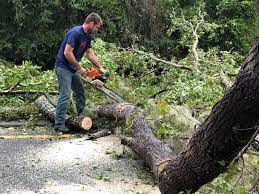 Reliable Lake Isabella, CA Tree Services Solutions