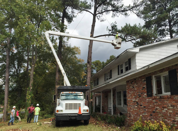 How Our Tree Care Process Works  in  Lake Isabella, CA